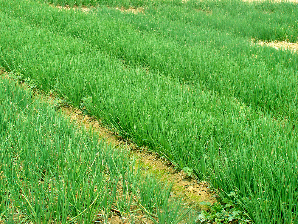 香葱种植，大葱